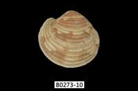 藏品(維納斯簾蛤)的圖片